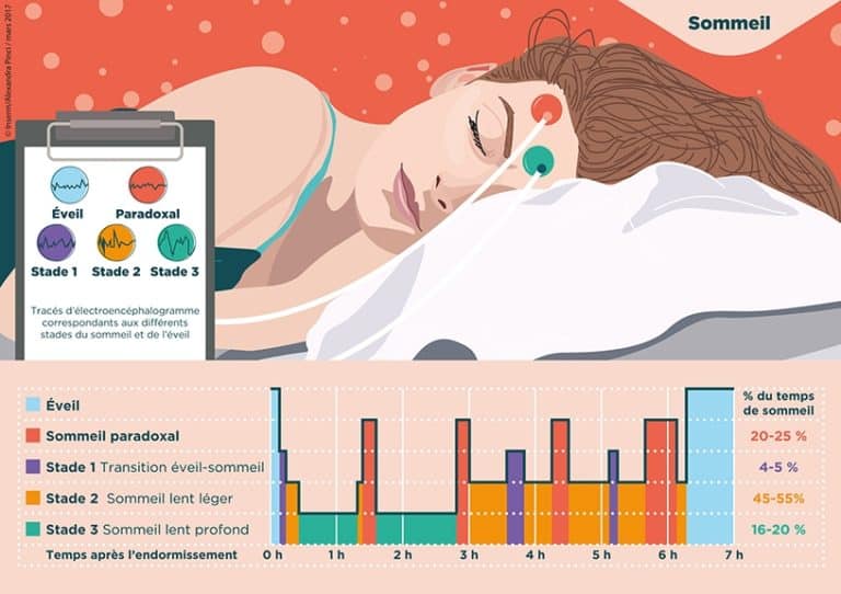Illustration des stades du sommeil